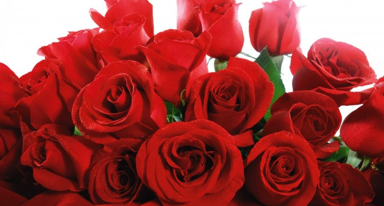 love-rose-flower-2560x1600