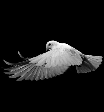 A white homing pigeon in flight. Photo by David Stephenson
