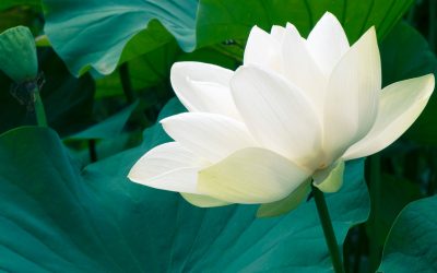 Harmóniában önmagunkkal és a világgal: Mit tanít számodra az Ayurveda, India 5000 éves gyógyászati rendszere?